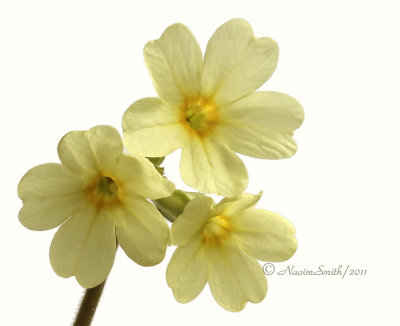 Primula elatior AP11 #5710