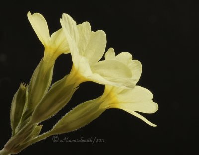 Primula elatior AP11 #5703
