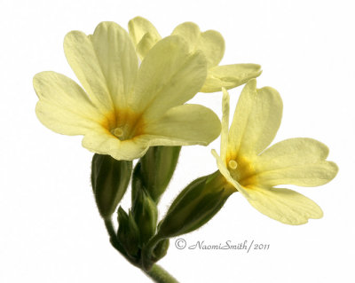 Primula elatior Ap11 #5699