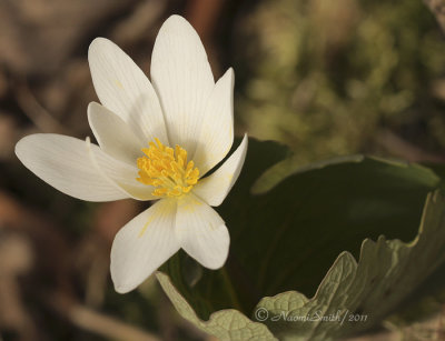 Bloodroot - Sanguinaria canadensis  AP11 #5811