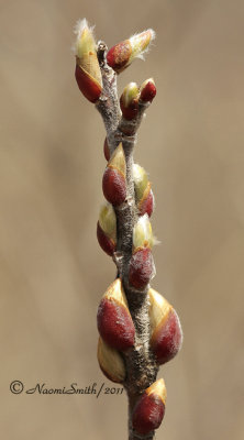 Willow Buds AP11 #5864