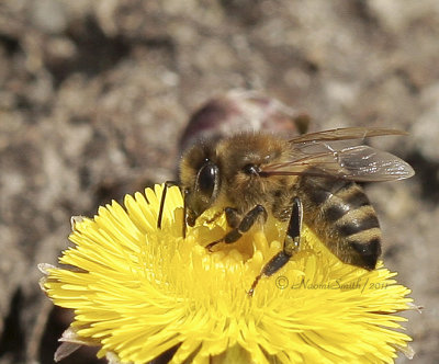 Honey Bee-Apis mellifera AP11 #5882
