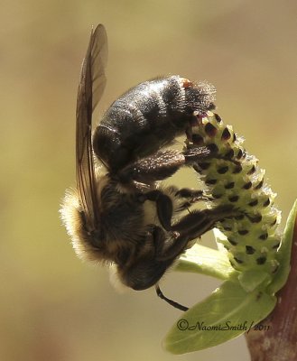 Andrena sp. with stylops parasite attached AP11 #6123