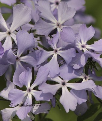 Phlox MY11 #1407