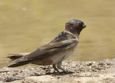 Cliff Swallow MY11 #1433