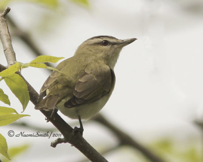 Red-eyed Vireo - Vireo olivaceus MY11 #1371