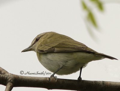 Red-eyed Vireo - Vireo olivaceus MY11 #1381