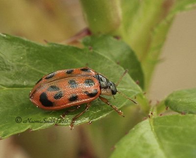 Chrysomela Subgenus Macrolina - MY11 #0473