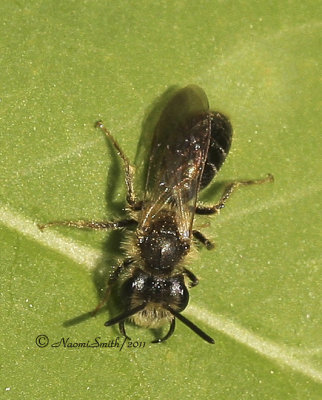 Andrena - Subgenus Gonandrena, Dogwood Andrena - Male MY11 #0681