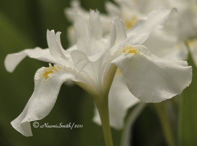 Iris cristata alba MY11 #0840