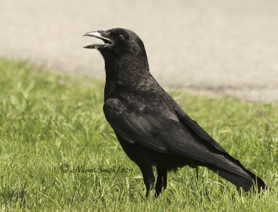 American Crow - Corvus brachyrhynchos  MY11 #1903