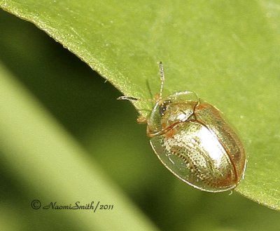 Golden Tortoise Beetle MY11 #1914
