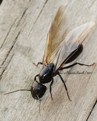 Camponotus pennsylvanicus JN11 #0352