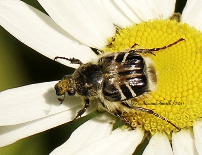 Trichiotinus assimil JN11 #2377