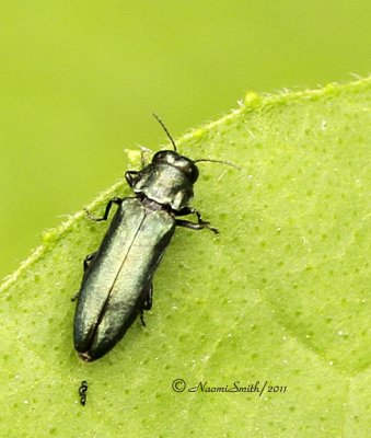 Agrillus cyanescens JL11 #3781