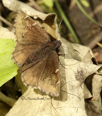 Northern Cloudywing - Thorybes pylades JN11 #1269 