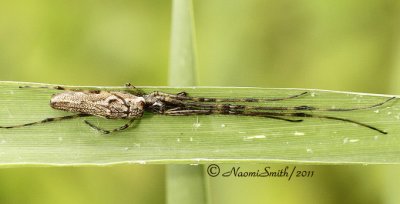 Tetragnatha sp. JN11 #0884