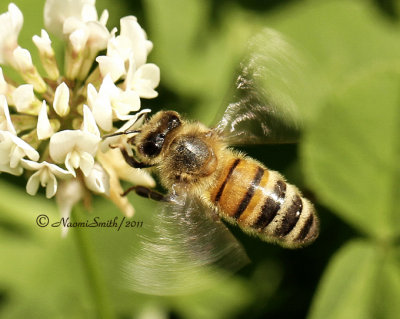Honey Bee-Apis mellifera JL11 #4048