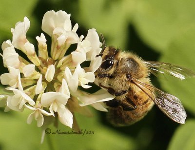 Honey Bee-Apis mellifera JL11 #4050