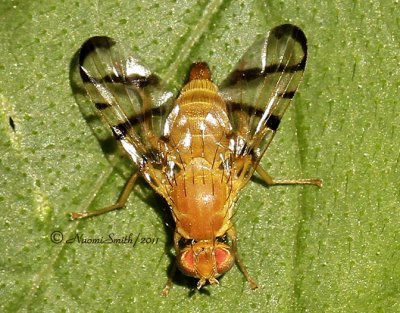 Fruit Flie (Tephritidae) #3953 JL11