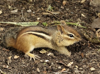 Eastern Chipmunk AU11 #6708