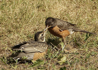 Robin feeding young AU11 #6750