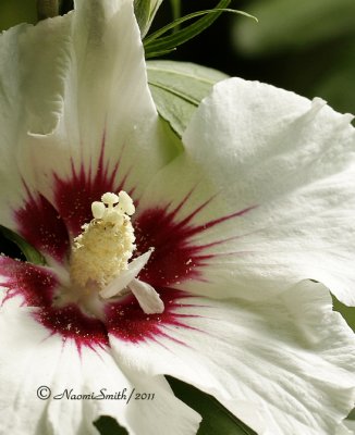 Rose Of Sharon - Red Heart AU11 #6808