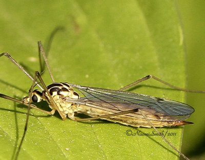 Crane Fly JL11 #4058