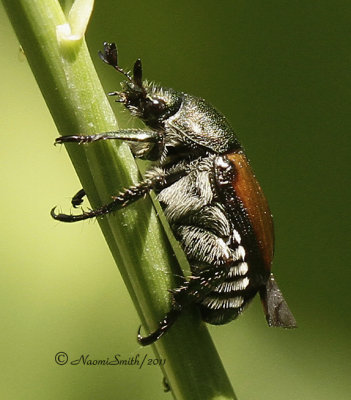 Japanese Beetle - Popilla japonica JL11 #4568