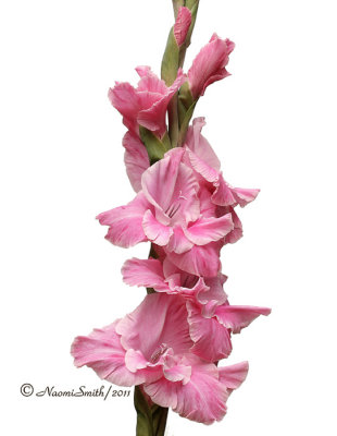 Pink Gladiolus 2 AU11 #7611