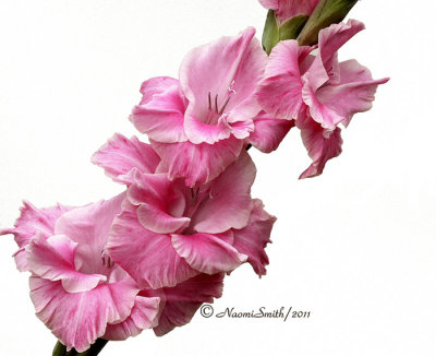 Pink Gladiolus AU11 #7632