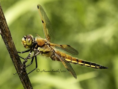 Four-spotted Skimmer- Libellula quadrimaculata  JN11 #1813