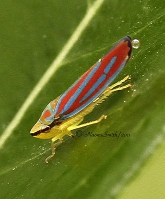 Graphocephala coccinea Leafhopper AU11 #8046