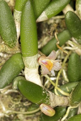 Dendrobium lichenastrum O11 #2863