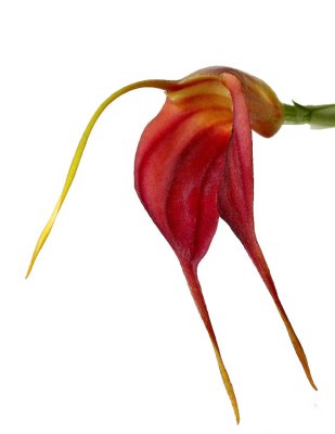 Masdevallia Redwing  N11 #0412