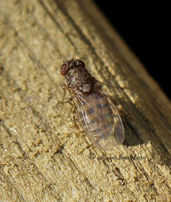 Drosophila  O11 #0172