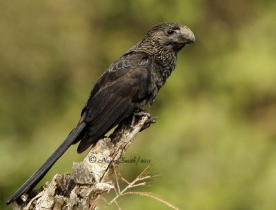 Smooth-billed Ani D11 #3331