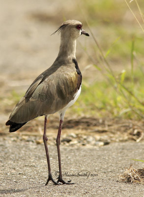 Southern Lapwing D11 #3236