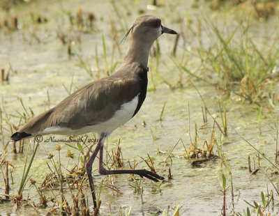 Southern Lapwing D11 #3269