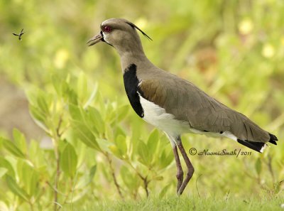 Southern Lapwing D11 #3382