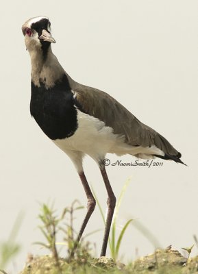 Southern Lapwing D11 #3392