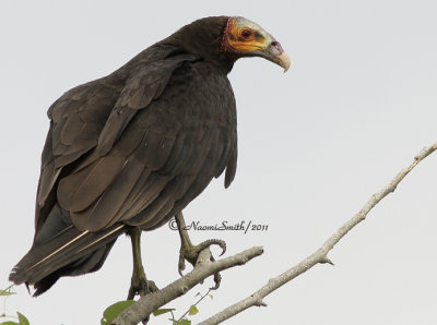 Lesser yellow-headed Vulture D11 #3396
