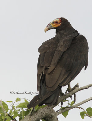 Lesser yellow-headed Vulture D11 #3412