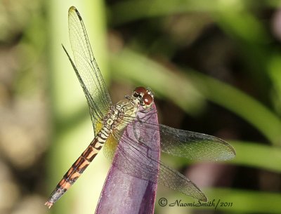 Dragonfly D11 #1815.jpg