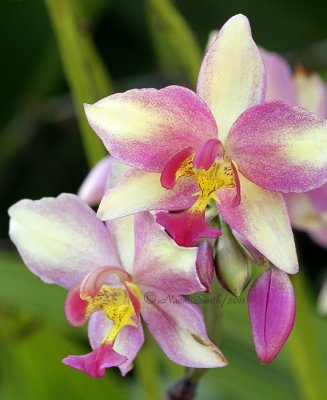 Orchid D11 #1649.jpg