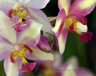 Orchids D11 #1643