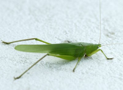 Grasshopper D11 #1032