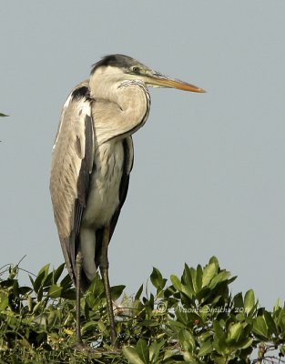 Great Blue Heron D11 #3011