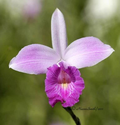 Orchid D11 #0853