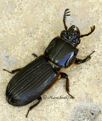 Horned Passalus Beetle  D11 #1632